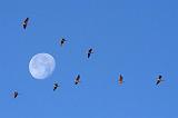 Geese Flying Over The Moon_35930